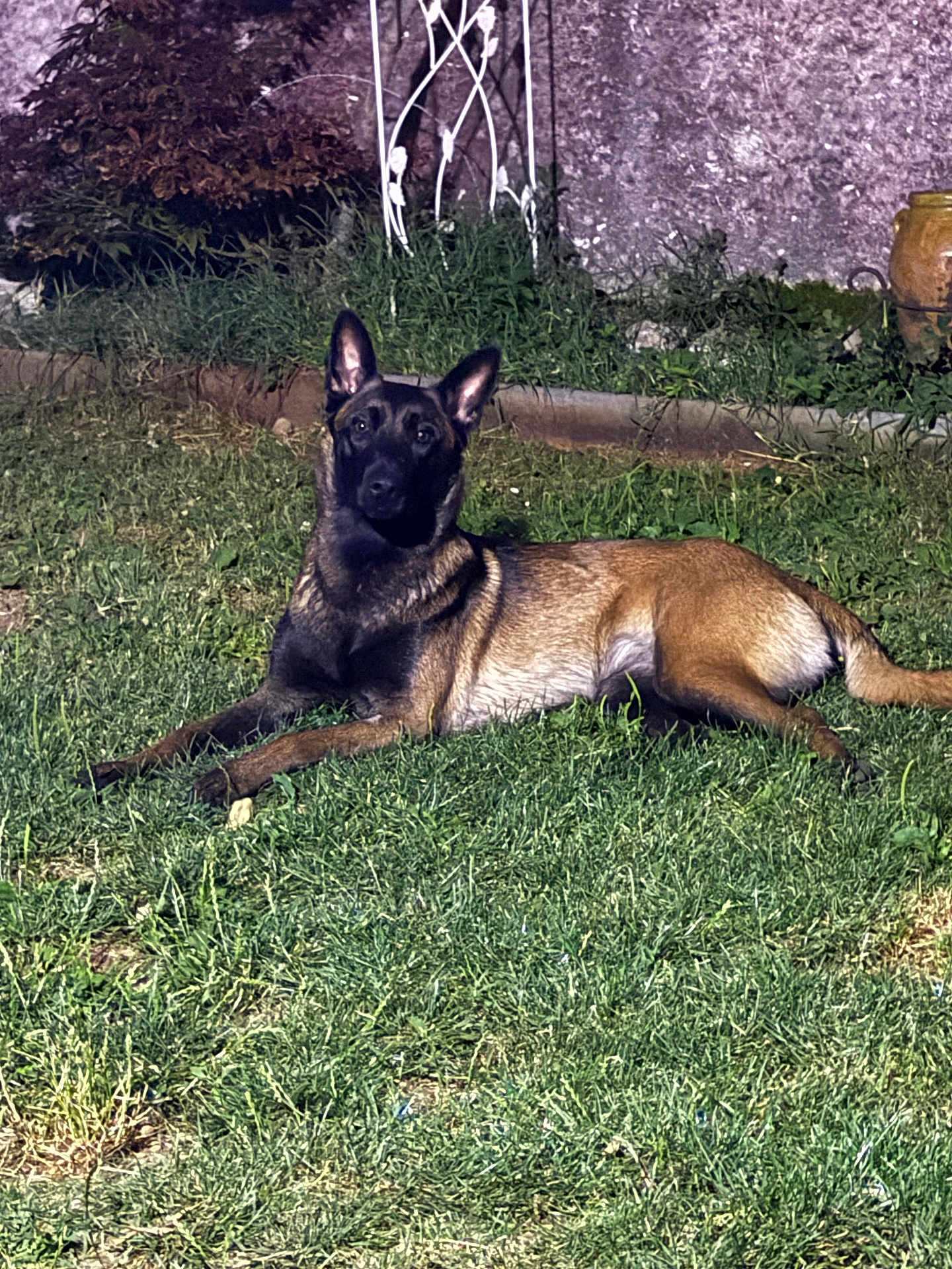 Nina participe au concours pour gagner de l'argent avec cette photo : dog, belgian_malinois, grass, garden, night, outdoor, animal, pet, alert, ears, fur, canine, guard, lawn, stone_wall, plants, greenery, relaxed, attentive, lying_down