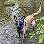dog, water, stream, wet, animal, outdoor, nature, leaf, green, canine, forest, river, pets, standing, looking, ears, collar, shallow_water, daylight, mammal