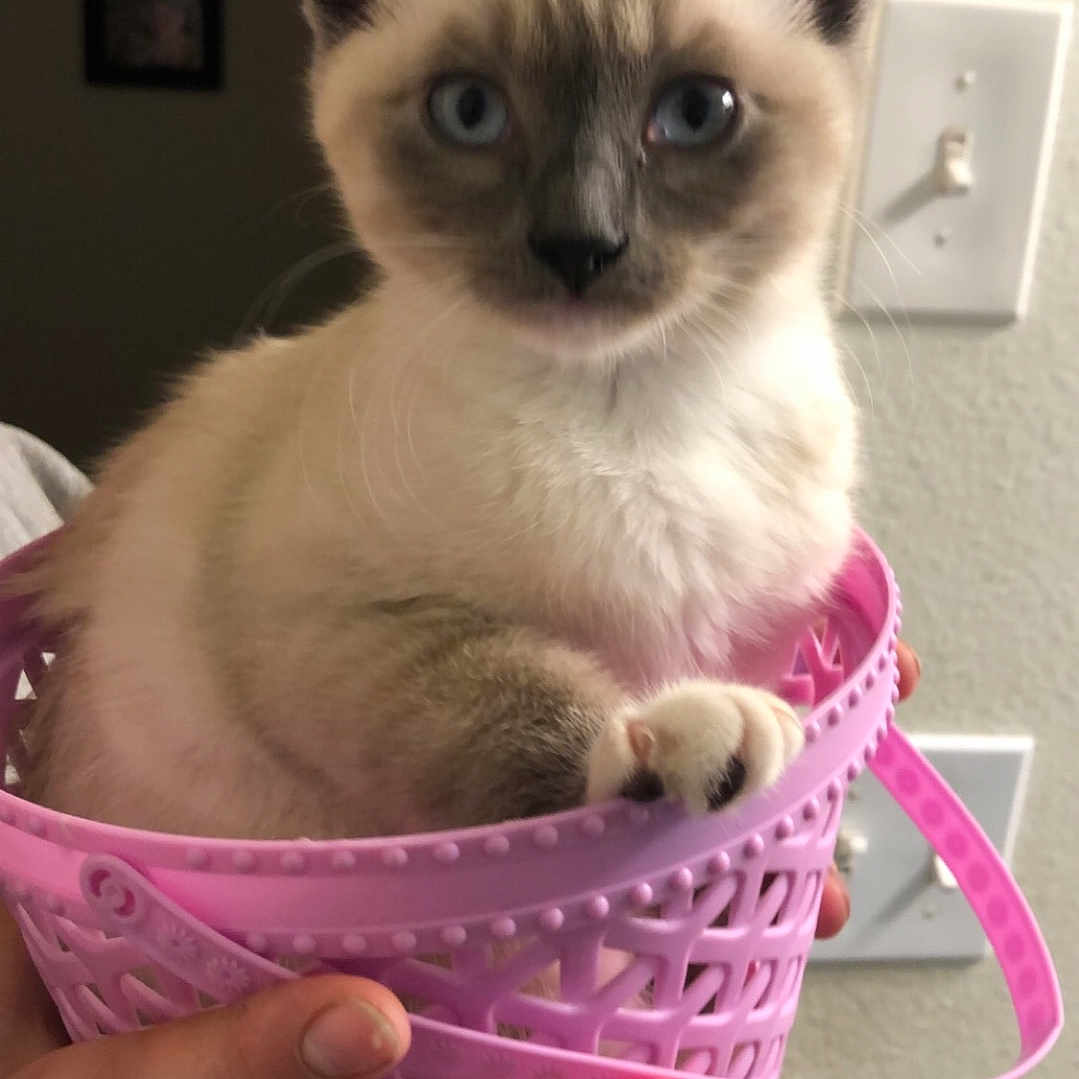 Bagel