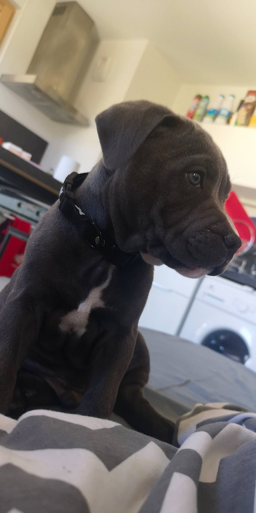 Phalko a rejoint le concours — aidez-le/la à gagner de superbes lots ! bookcase, canidae, carnivore, collar, comfort, companion_dog, dog, dog_breed, dog_collar, fawn, fur, grey, liver, mammal, pet_supply, shelf, snout, sporting_group, whiskers, working_animal