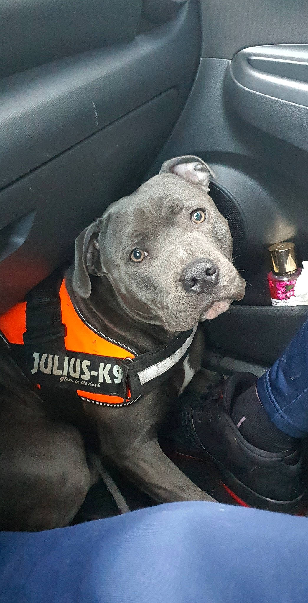 Phalko a rejoint le concours — aidez-le/la à gagner de superbes lots ! auto_part, automotive_design, automotive_exterior, automotive_lighting, automotive_tire, automotive_wheel_system, canidae, car, carnivore, companion_dog, dog, dog_breed, dog_collar, family_car, motor_vehicle, personal_protective_equipment, sporting_group, vehicle, vehicle_door, white