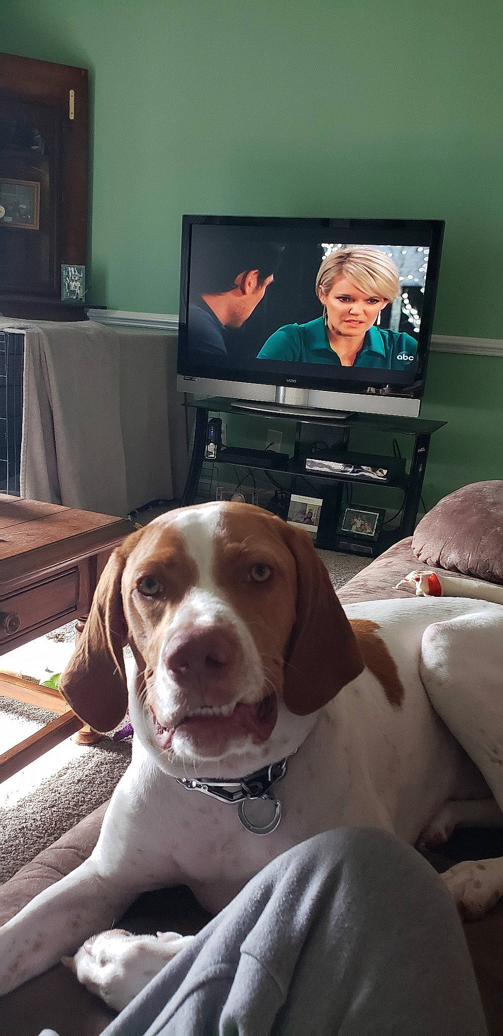 Jeter is registered to the contest to win money with this photo: american_foxhound, beagle, bracco_italiano, braque_saint_germain, canidae, carnivore, companion_dog, coonhound, dog, dog_breed, harrier, hunting_dog, mammal, pachon_navarro, pocket_beagle, pointer, sporting_group, treeing_walker_coonhound