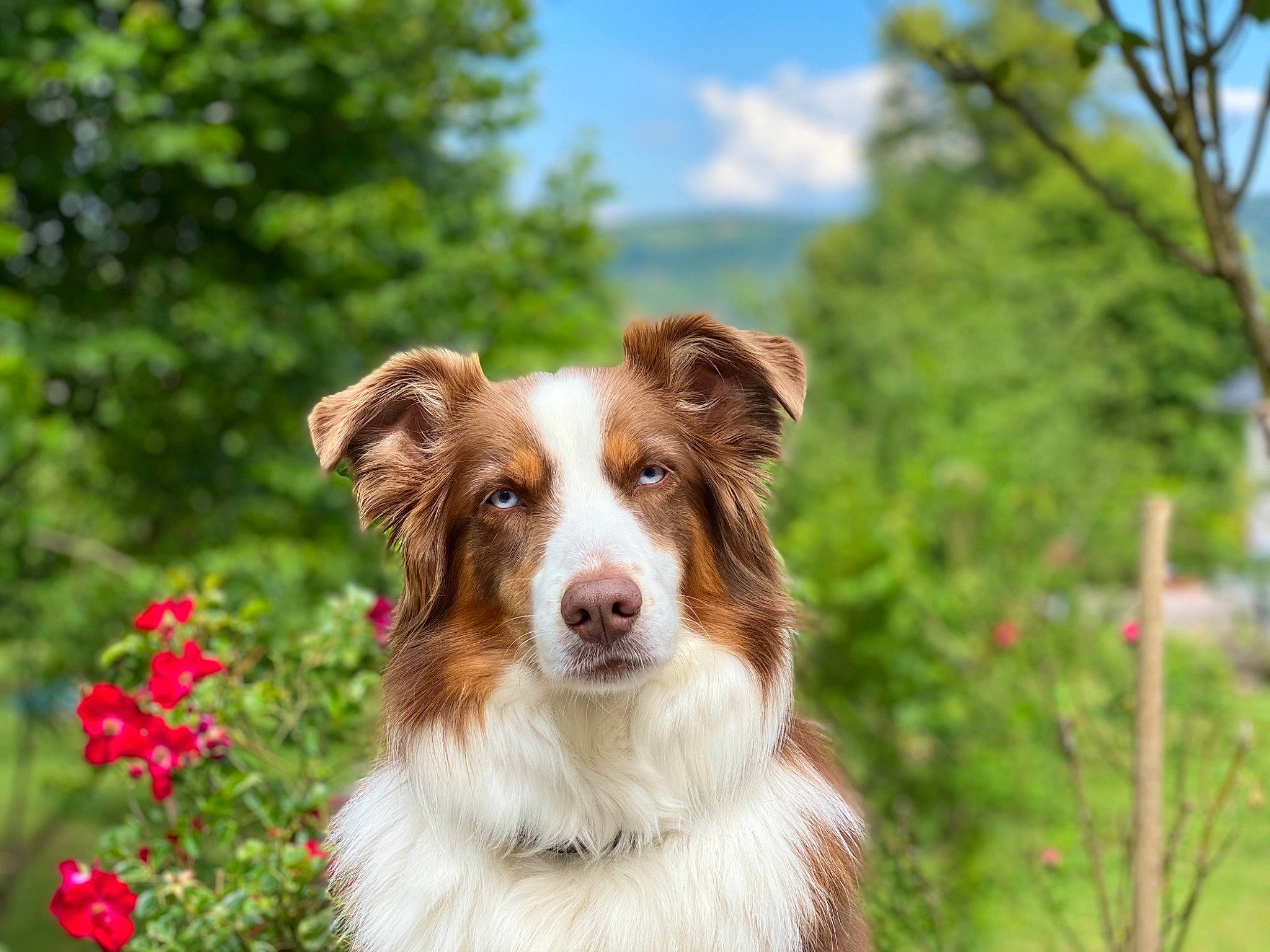 Lois participe au concours pour gagner de l'argent avec cette photo : australian_collie, australian_shepherd, border_collie, canidae, carnivore, companion_dog, dog, dog_breed, herding_dog, mammal, miniature_australian_shepherd, plant, rare_breed_dog, scotch_collie, sporting_group, vertebrate, welsh_sheepdog, working_dog