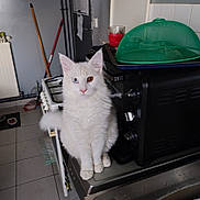 Colin a rejoint le concours — aidez-le/la à gagner de superbes lots ! animal, appliance, broom, cat, countertop, cute, domestic, feline, floor_tiles, fur, green_food_cover, heterochromia, household, indoor, kitchen, mop, pet, pets_food, toaster_oven, white_cat