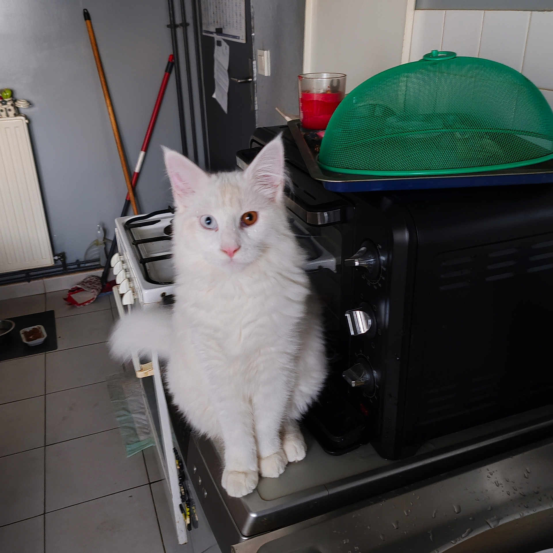 Colin a rejoint le concours — aidez-le/la à gagner de superbes lots ! animal, appliance, broom, cat, countertop, cute, domestic, feline, floor_tiles, fur, green_food_cover, heterochromia, household, indoor, kitchen, mop, pet, pets_food, toaster_oven, white_cat