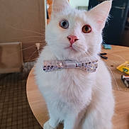 Petit Coton participe au concours pour gagner de l'argent avec cette photo : cat, white_cat, heterochromia, bow_tie, pet, indoor, table, feline, animal, close_up, cute, domestic_cat, whiskers, pink_nose, curious, fluffy, portrait, sequin, decor, household