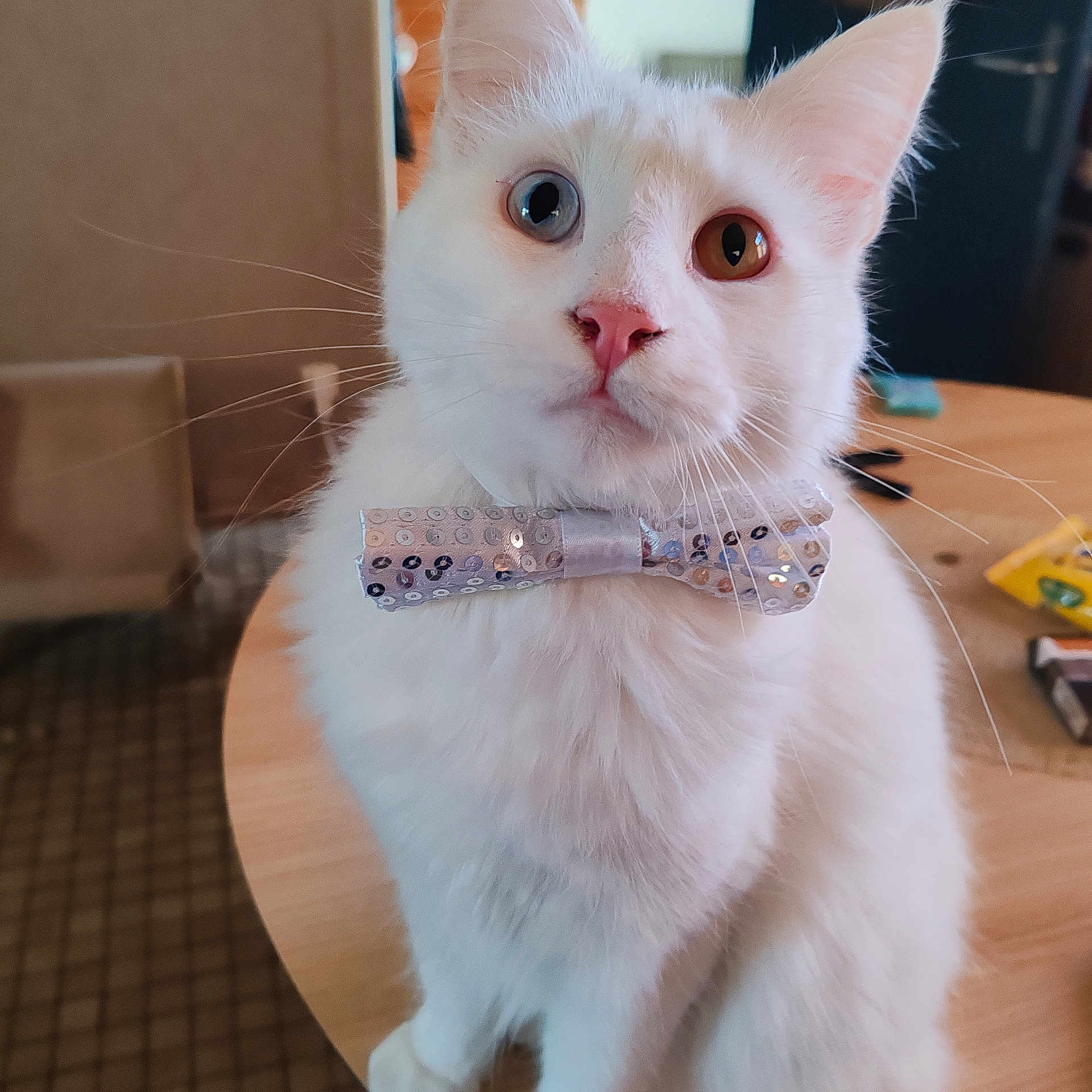 Petit Coton participe au concours pour gagner de l'argent avec cette photo : cat, white_cat, heterochromia, bow_tie, pet, indoor, table, feline, animal, close_up, cute, domestic_cat, whiskers, pink_nose, curious, fluffy, portrait, sequin, decor, household