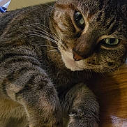 Gary is registered to the contest to win money with this photo: cat, tabby, close_up, green_eyes, whiskers, fur, relaxed, indoor, window_blinds, wooden_surface, pet, animal, cute, lying_down, feline, domestic_animal, soft_light, portrait, resting, closeup