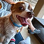 animal, blue_collar, brown_and_white, canine, close_up, companion, cute, dog, domestic_animal, foot, fur, happy, indoor, panting, person, pet, shoe, small_dog, sock, tongue_out