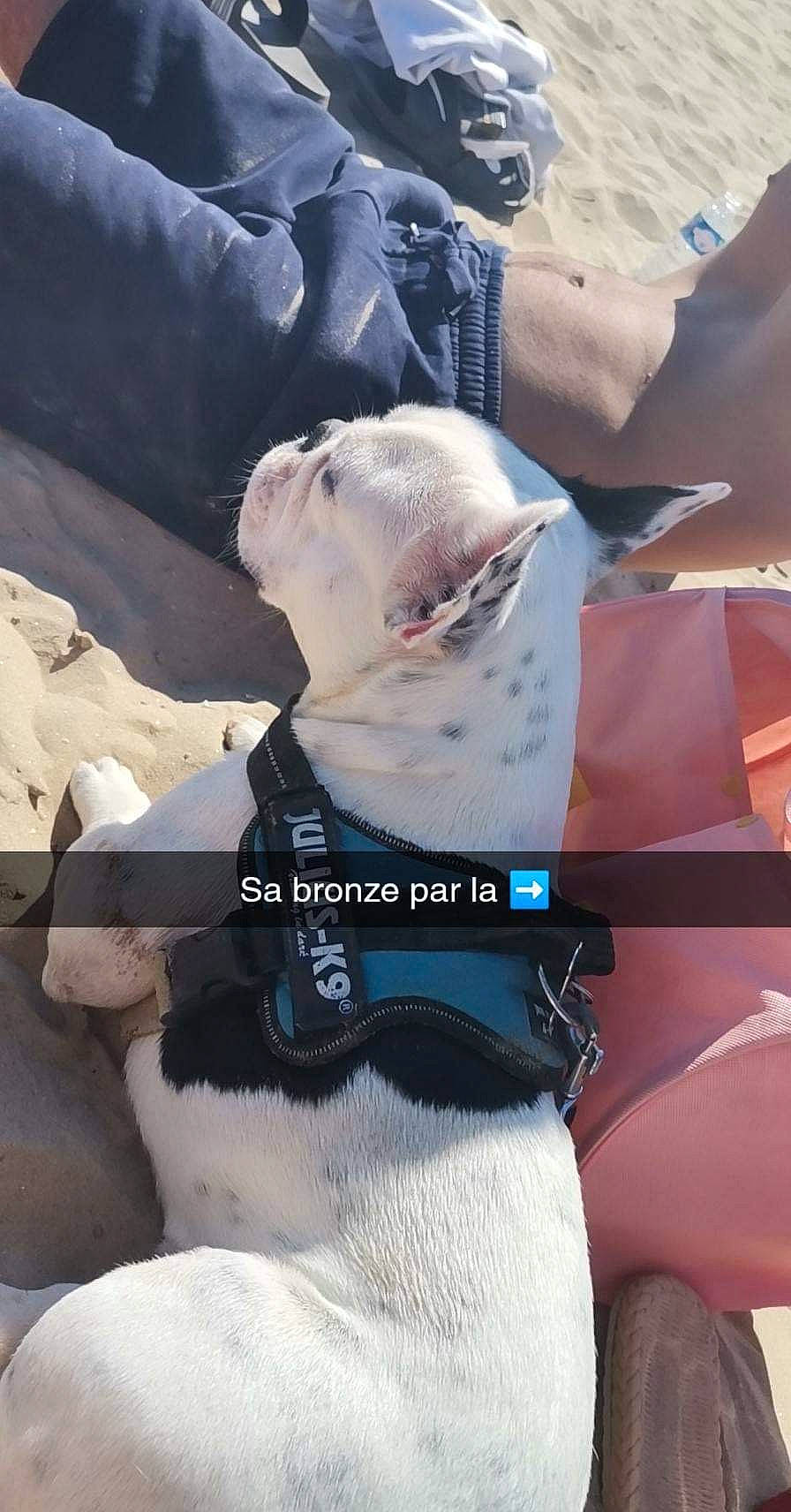 Tayzen participe au concours pour gagner de l'argent avec cette photo : baby_products, canidae, carnivore, comfort, companion_dog, dog, dog_breed, fashion_accessory, fawn, fur, human_leg, knee, linens, nail, photo_caption, recreation, sitting, snout, sporting_group, thigh