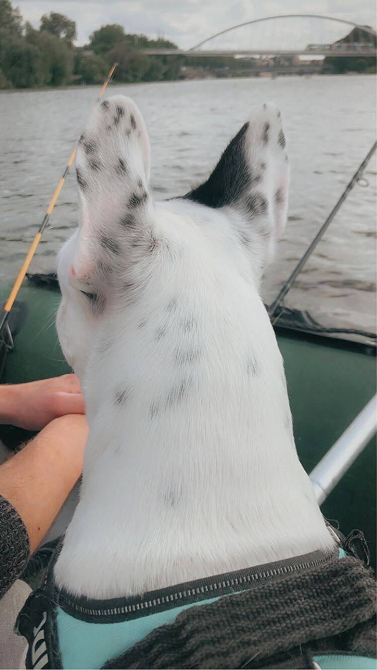 Tayzen participe au concours pour gagner de l'argent avec cette photo : boat, boats_and_boating_equipment_and_supplies, felidae, foot, fur, human_leg, lake, metal, recreation, ship, small_to_medium_sized_cats, tail, water, water_transportation, watercraft, whiskers, windshield