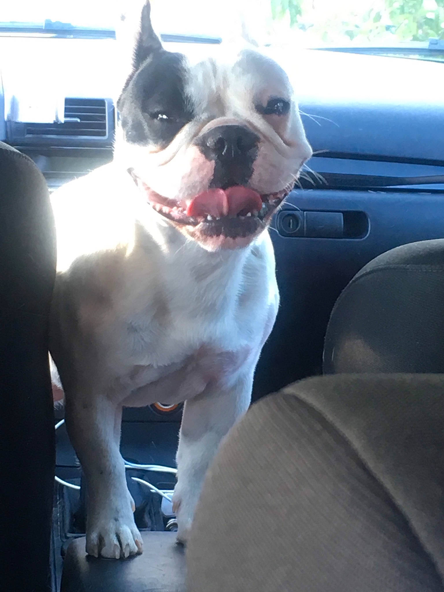 Tayzen a rejoint le concours — aidez-le/la à gagner de superbes lots ! auto_part, automotive_exterior, boston_terrier, car, carnivore, collar, companion_dog, dog, dog_breed, dog_collar, fawn, hood, jaw, snout, sporting_group, vehicle, vehicle_door, whiskers, window, working_animal