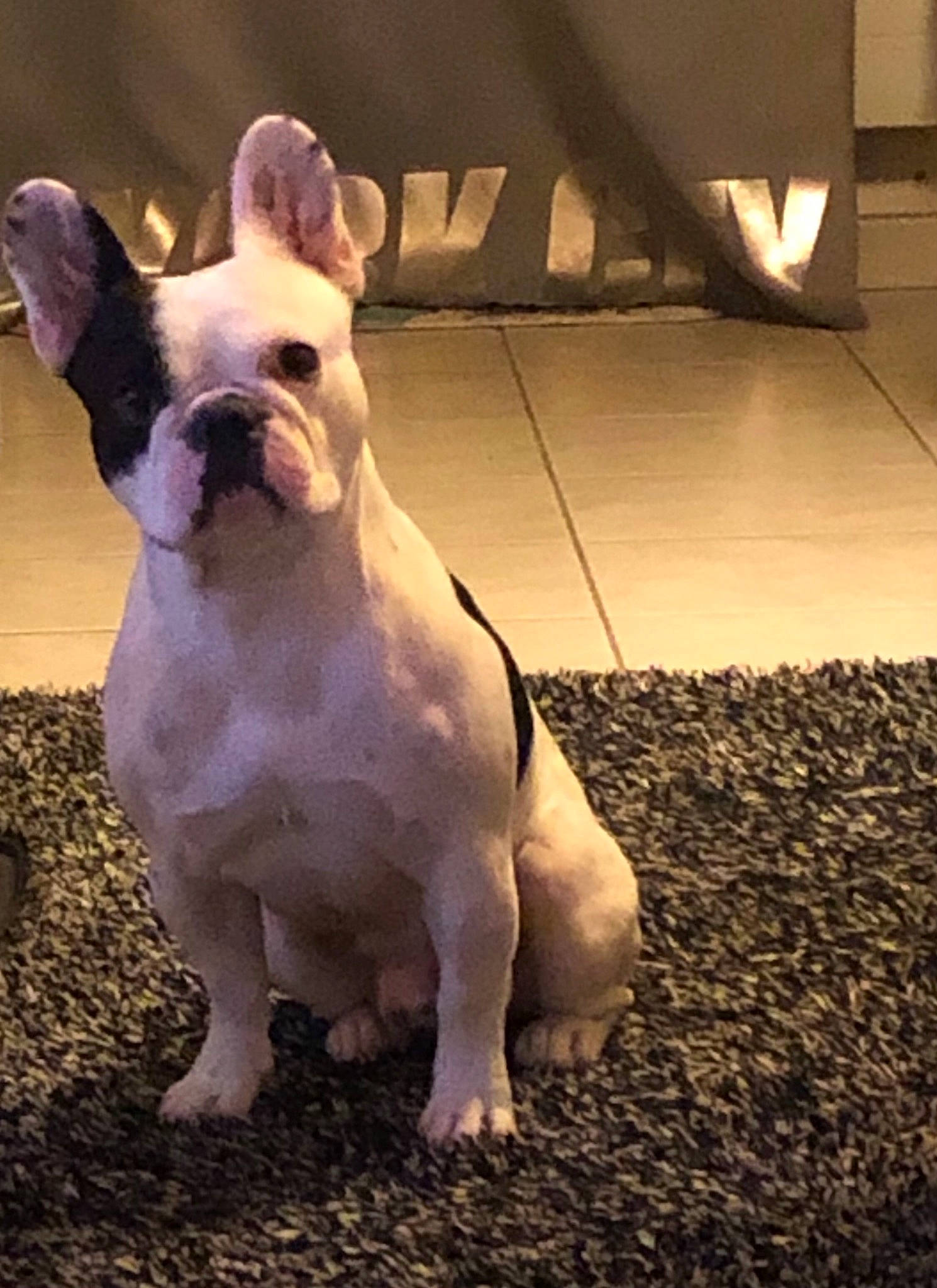 Tayzen a rejoint le concours — aidez-le/la à gagner de superbes lots ! bulldog, carnivore, companion_dog, dog, dog_breed, ear, fawn, flooring, fur, grass, happy, non_sporting_group, snout, tail, terrestrial_animal, tints_and_shades, toy_dog, whiskers, wood, working_animal