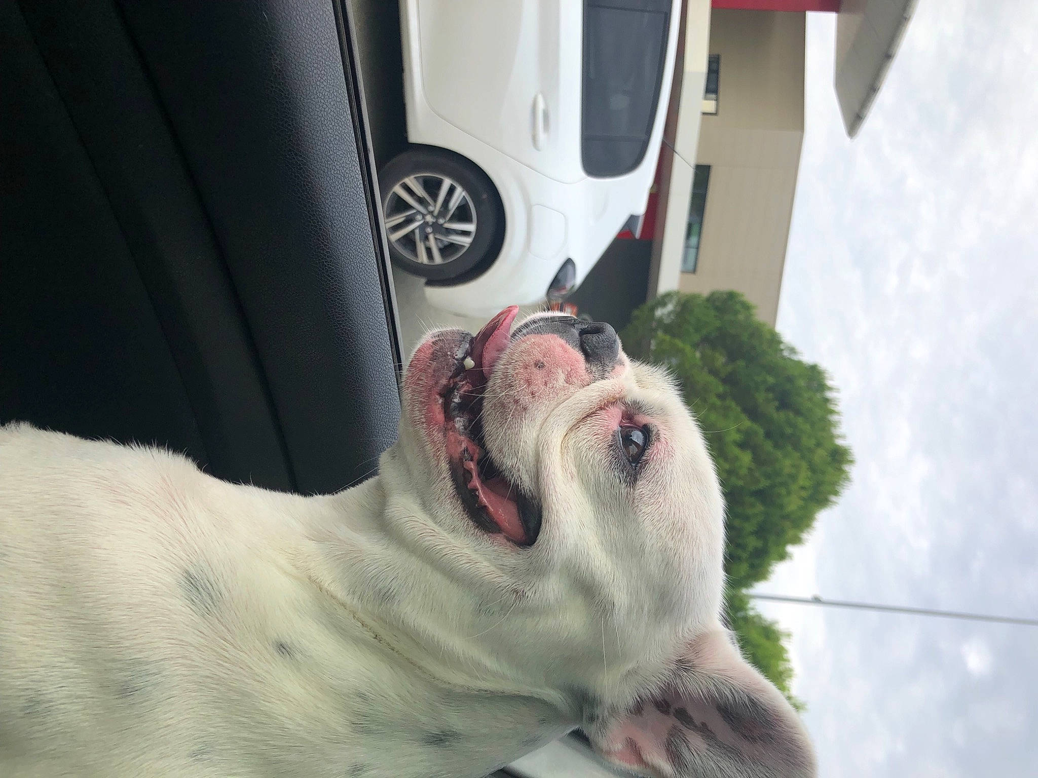 Tayzen a rejoint le concours — aidez-le/la à gagner de superbes lots ! automotive_exterior, automotive_lighting, automotive_tire, car, carnivore, cloud, companion_dog, dog, fang, felidae, motor_vehicle, sky, terrestrial_animal, tire, tree, vehicle, vehicle_door, wheel, whiskers, yawn