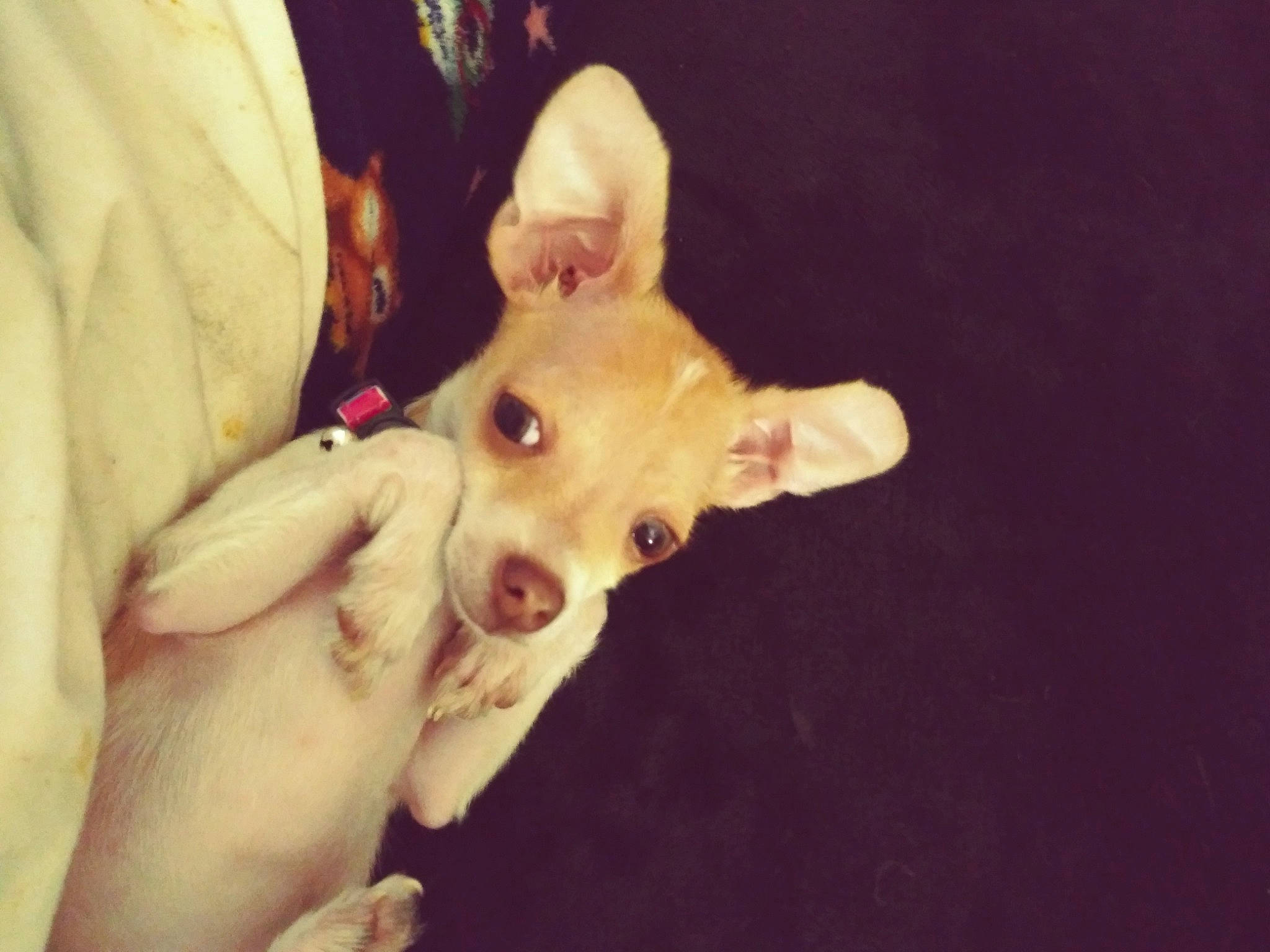 Vida Gaither joined the competition — help win amazing prizes! canidae, carnivore, companion_dog, dog, dog_breed, dog_supply, ear, fawn, fur, gesture, human_body, jaw, nail, snout, tail, thumb, toy, toy_dog, whiskers, working_animal