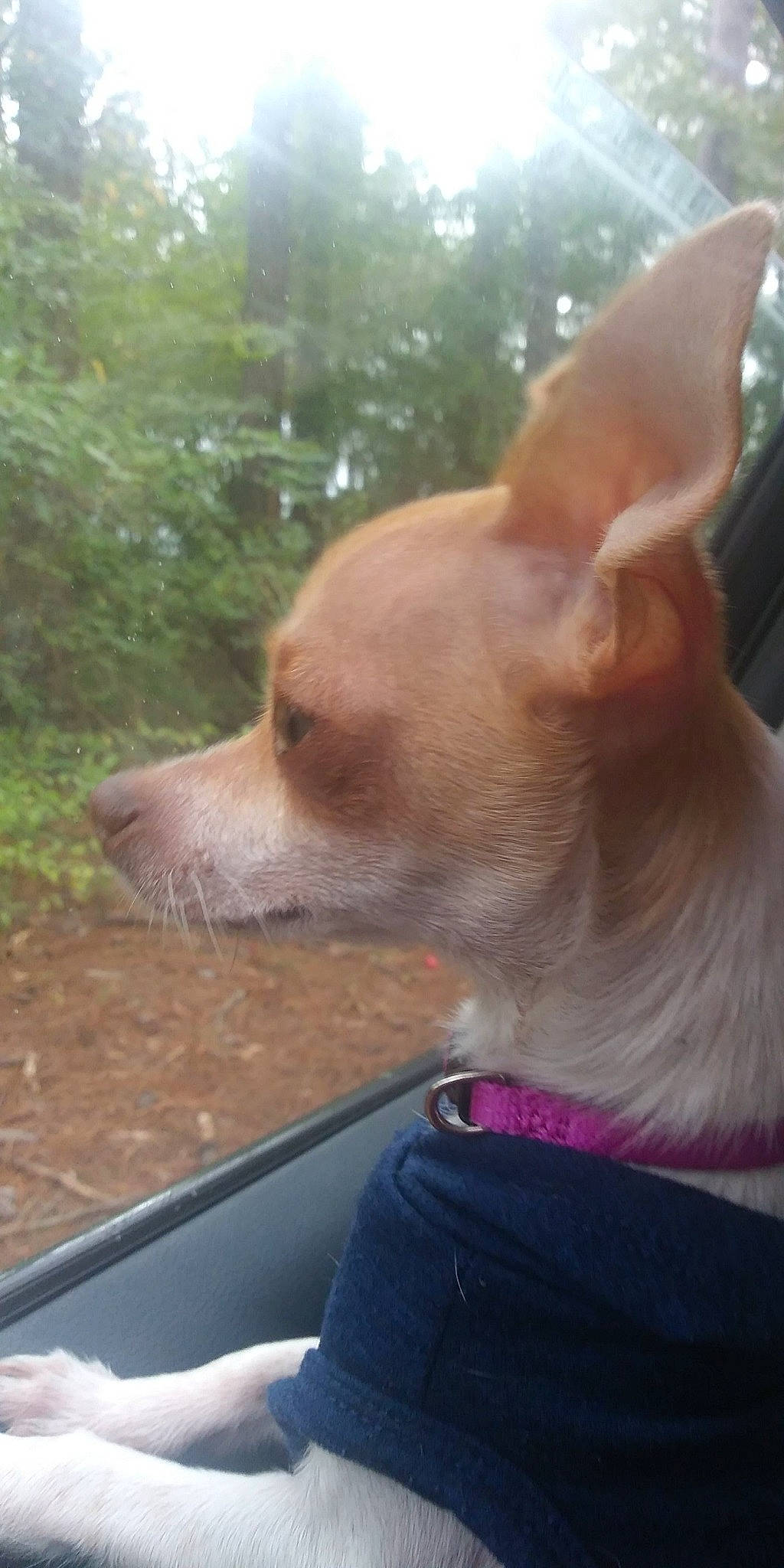 Vida Gaither is registered to the contest to win money with this photo: canidae, carnivore, chihuahua, collar, companion_dog, dog, dog_breed, ear, fawn, fur, snout, sporting_group, tail, terrestrial_animal, toy_dog, tree, vertebrate, whiskers, wood, working_animal