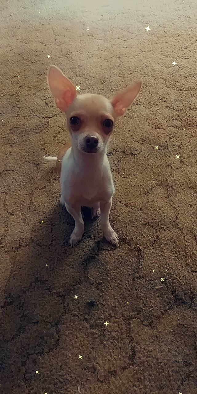 Vida Gaither is registered to the contest to win money with this photo: beach, canidae, carnivore, chihuahua, companion_dog, dog, dog_breed, fawn, fur, paw, russkiy_toy, sand, snout, soil, sporting_group, tail, terrestrial_animal, toy_dog, whiskers, working_animal