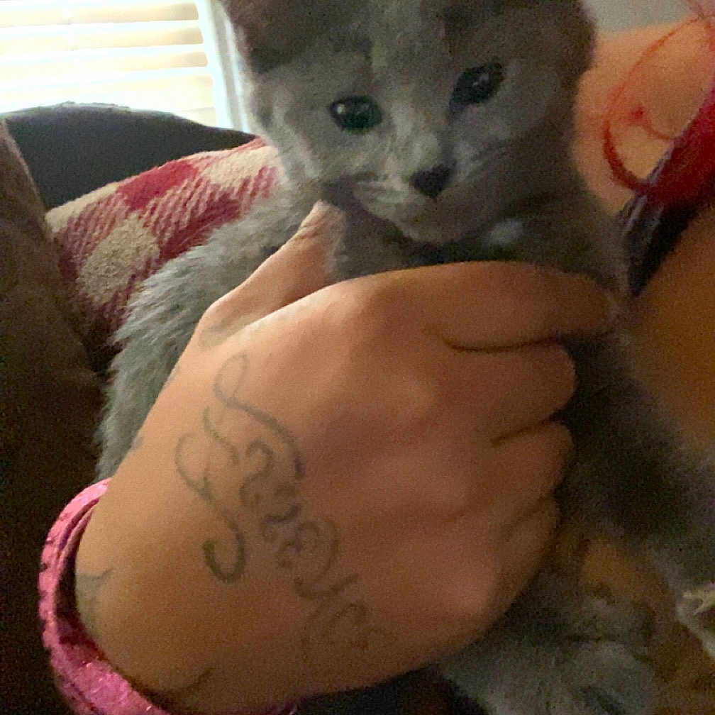 Gracie joined the competition — help win amazing prizes! abyssinian, accessories, animal, baby, bodypart, bracelet, cat, couch, face, finger, furniture, hand, head, homedecor, jewelry, kitten, person, pet, skin, tattoo