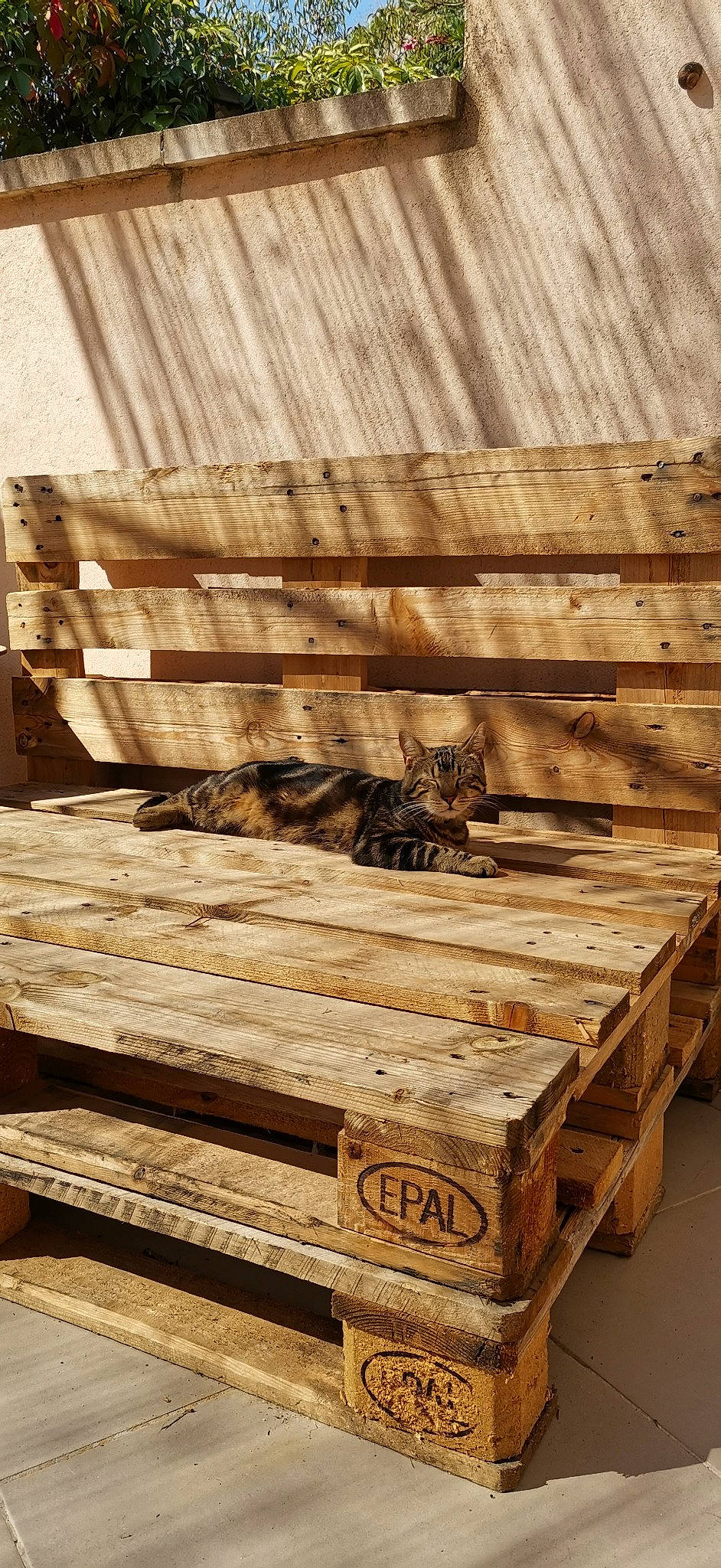 Oggy a rejoint le concours — aidez-le/la à gagner de superbes lots ! bench, carnivore, cat, felidae, floor, flooring, furniture, hardwood, lumber, mammal, outdoor_bench, outdoor_furniture, plank, plywood, rectangle, small_to_medium_sized_cats, table, whiskers, wood, wood_stain