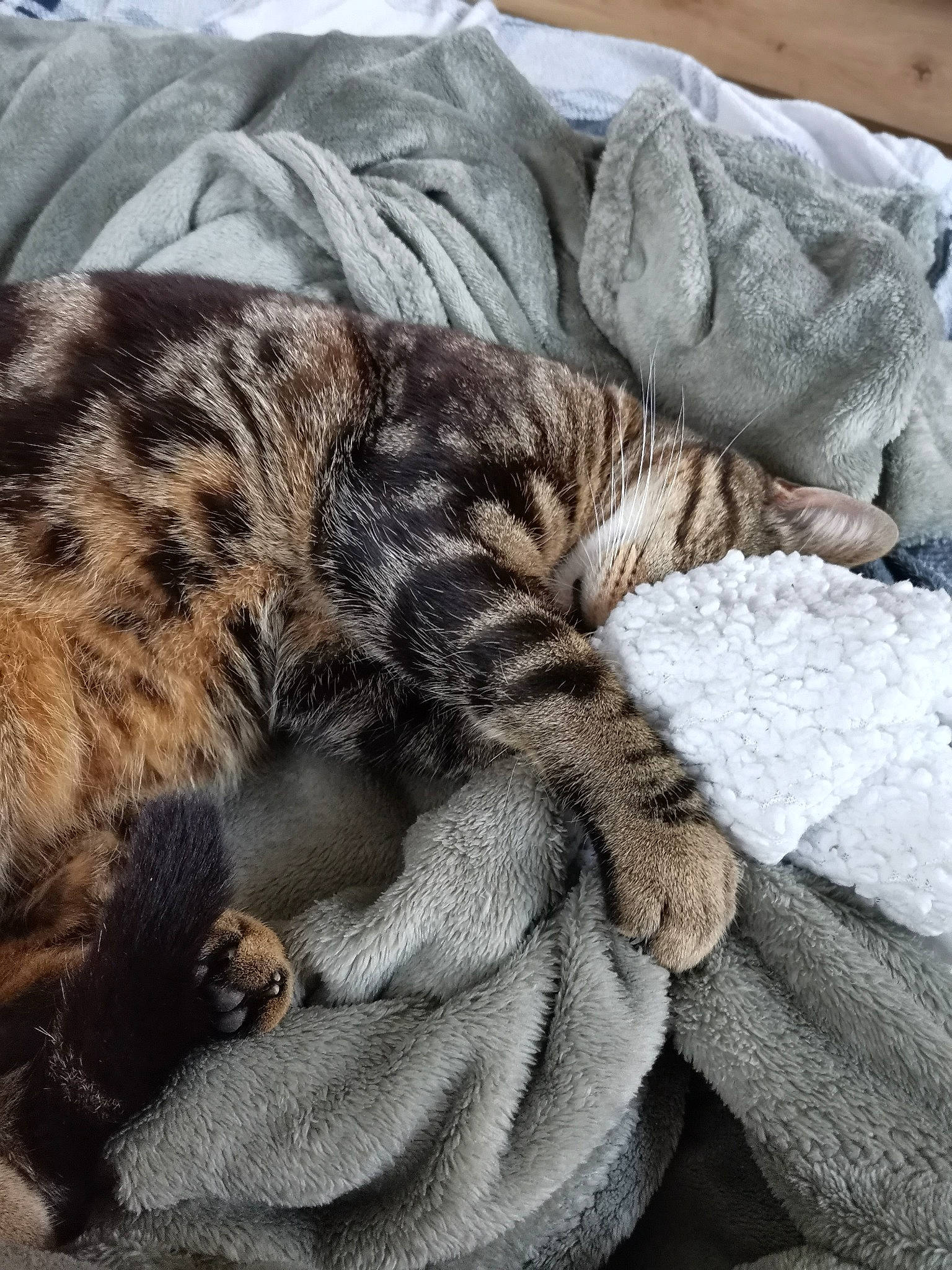 Oggy participe au concours pour gagner de l'argent avec cette photo : bedding, big_cats, carnivore, cat, claw, cloud, comfort, domestic_short_haired_cat, felidae, fur, grey, linens, nap, pattern, small_to_medium_sized_cats, snout, tail, terrestrial_animal, whiskers, wood