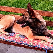 Aka a rejoint le concours — aidez-le/la à gagner de superbes lots ! dog, belgian_malinois, pet, animal, canine, outdoor, backyard, grass, wooden_bench, cushion, lying_down, relaxed, alert, pointed_ears, open_mouth, panting, brown_coat, black_mask, sunlight, portrait