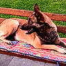 dog, belgian_malinois, pet, animal, canine, outdoor, backyard, grass, wooden_bench, cushion, lying_down, relaxed, alert, pointed_ears, open_mouth, panting, brown_coat, black_mask, sunlight, portrait