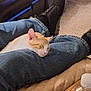 black_shoes, carpet, casual, cat, couch, cozy, feline, footwear, furniture, home, indoor, jeans, lap, orange_and_white_cat, person, pet, quiet, relaxation, resting, sleeping_cat