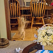 Harley joined the competition — help win amazing prizes! carpet, cat, clothing, dining_table, domestic, flower_basket, furniture, glass_table, home, indoor, jumping, laundry_basket, motion_blur, orange_cat, pet, playful, relaxed, white_cat, wooden_chair, wooden_floor