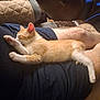 animal, casual, cat, closeup, comfort, couch, domestic, furniture, indoor, kitten, lap, orange_tabby, person, pet, quilted_blanket, relaxation, resting, shorts, sleeping, tablet