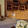 Harley is registered to the contest to win money with this photo: cat, blurry, motion, indoor, wooden_chair, table, carpet, floor, flower_arrangement, vase, living_room, furniture, home_interior, pet, animal, domestic, wood, decor, motion_blur, household