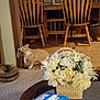 Harley is registered to the contest to win money with this photo: basket, carpet, cat, curious, decor, dining_table, floor, flowers, furniture, glass_table, home, indoor, living_room, orange_cat, package, pet, toy, white_cat, wood_floor, wooden_chair