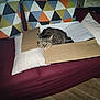 cat, tabby_cat, cardboard_box, couch, pillow, geometric_pattern, indoor, wooden_floor, furniture, pet, animal, relaxing, home, cozy, striped, fur, sitting, looking, comfort, resting