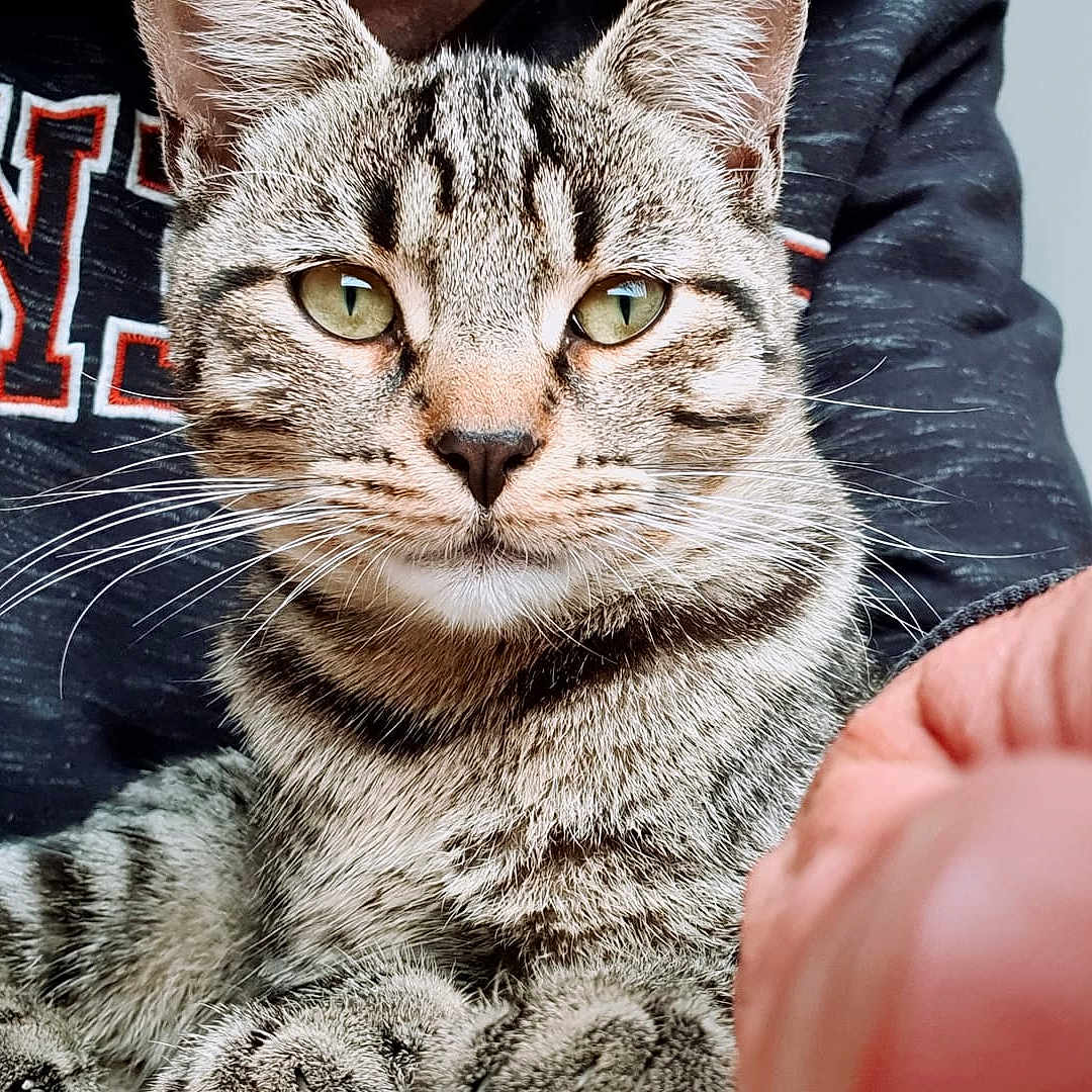 Loustique a rejoint le concours — aidez-le/la à gagner de superbes lots ! animal, cat, close_up, cute, domestic_animal, feline, fur, green_eyes, hand, hoodie, indoor, looking_at_camera, person, pet, portrait, relaxed, striped_fur, tabby_cat, text_on_clothing, whiskers