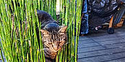 Loustique participe au concours pour gagner de l'argent avec cette photo : cat, tabby_cat, plant, bamboo, greenery, planter, wooden_deck, outdoor, pet, animal, curious, paw, nature, home, feline, striped, sunlight, shadows, relaxing, backyard