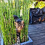 cat, tabby_cat, plant, bamboo, greenery, planter, wooden_deck, outdoor, pet, animal, curious, paw, nature, home, feline, striped, sunlight, shadows, relaxing, backyard