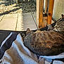 Loustique participe au concours pour gagner de l'argent avec cette photo : cat, tabby, clothing, fabric, outdoor, patio, sunlight, shadow, wood, stone, relaxing, woven_chair, fur, resting, texture, natural_light, quiet, animal, comfort, home