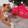 Kenya a rejoint le concours — aidez-le/la à gagner de superbes lots ! brown_dog, celebration, christmas_tree, decorative, dog, festive, festivity, gift_wrapping, holiday_decorations, holiday_lights, indoor, ornaments, pine_tree, presents, red_collar, relaxed, seasonal, tiled_floor, white_paws, wrapped_gifts