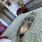 Prencess joined the competition — help win amazing prizes! bed, bedspread, cat, chair, cozy, curious, dresser, flooring, framed_picture, furniture, indoor, lamp, lying_down, pet, pillow, relaxed, room, striped, tabby_cat, wall