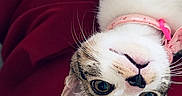 Nala a rejoint le concours — aidez-le/la à gagner de superbes lots ! cat, pet, feline, upside_down, white_fur, tabby, pink_collar, paw, whiskers, blue_eyes, portrait, close_up, indoors, cushion, red_background, relaxed, playful, overhead_view, animal_photography, cute