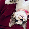 cat, pet, feline, upside_down, white_fur, tabby, pink_collar, paw, whiskers, blue_eyes, portrait, close_up, indoors, cushion, red_background, relaxed, playful, overhead_view, animal_photography, cute