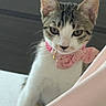 cat, kitten, pet, animal, portrait, close_up, bow_tie, collar, pink, white_fur, tabby, blue_eyes, whiskers, ears, face, indoors, blanket, bed, cute, funny