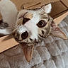 Nala a rejoint le concours — aidez-le/la à gagner de superbes lots ! animal, blanket, cardboard_box, cat, close_up, cozy, cute, ears, face, furry, indoor, pet, photography, playful, portrait, tabby, upside_down, whiskers, white_fur, wide_eyes