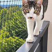 Nala participe au concours pour gagner de l'argent avec cette photo : cat, tabby_cat, white_paws, animal, pet, feline, balcony, railing, safety_net, outdoor, sky, greenery, portrait, close_up, standing, walking, whiskers, yellow_eyes, striped_fur, architecture