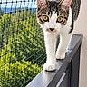 cat, tabby_cat, white_paws, animal, pet, feline, balcony, railing, safety_net, outdoor, sky, greenery, portrait, close_up, standing, walking, whiskers, yellow_eyes, striped_fur, architecture