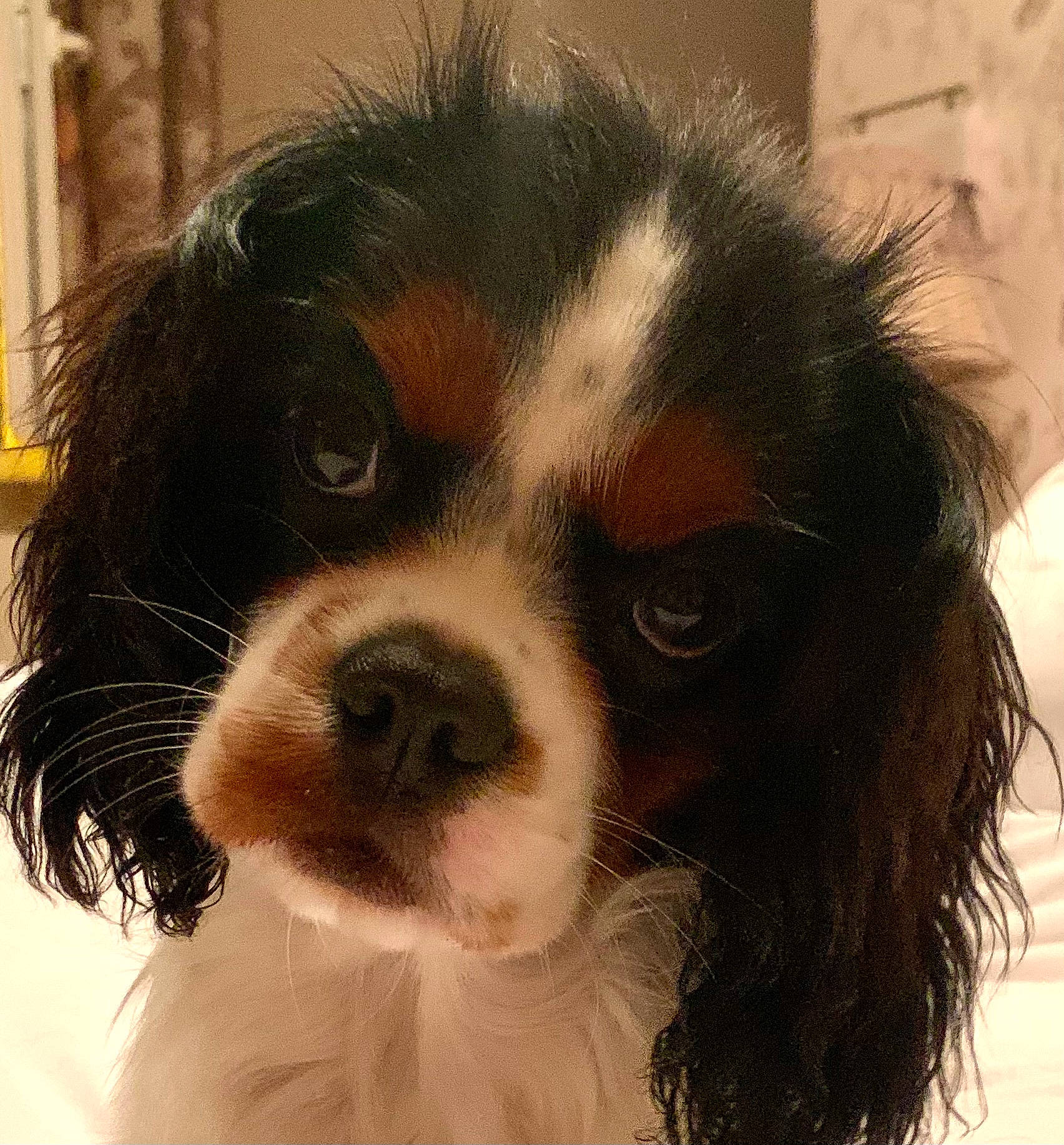 Thémis participe au concours pour gagner de l'argent avec cette photo : art, bored, canidae, carnivore, cavalier_king_charles_spaniel, companion_dog, dog, dog_breed, fur, giant_dog_breed, king_charles_spaniel, liver, snout, spaniel, sporting_group, terrestrial_animal, toy_dog, whiskers, working_animal, working_dog