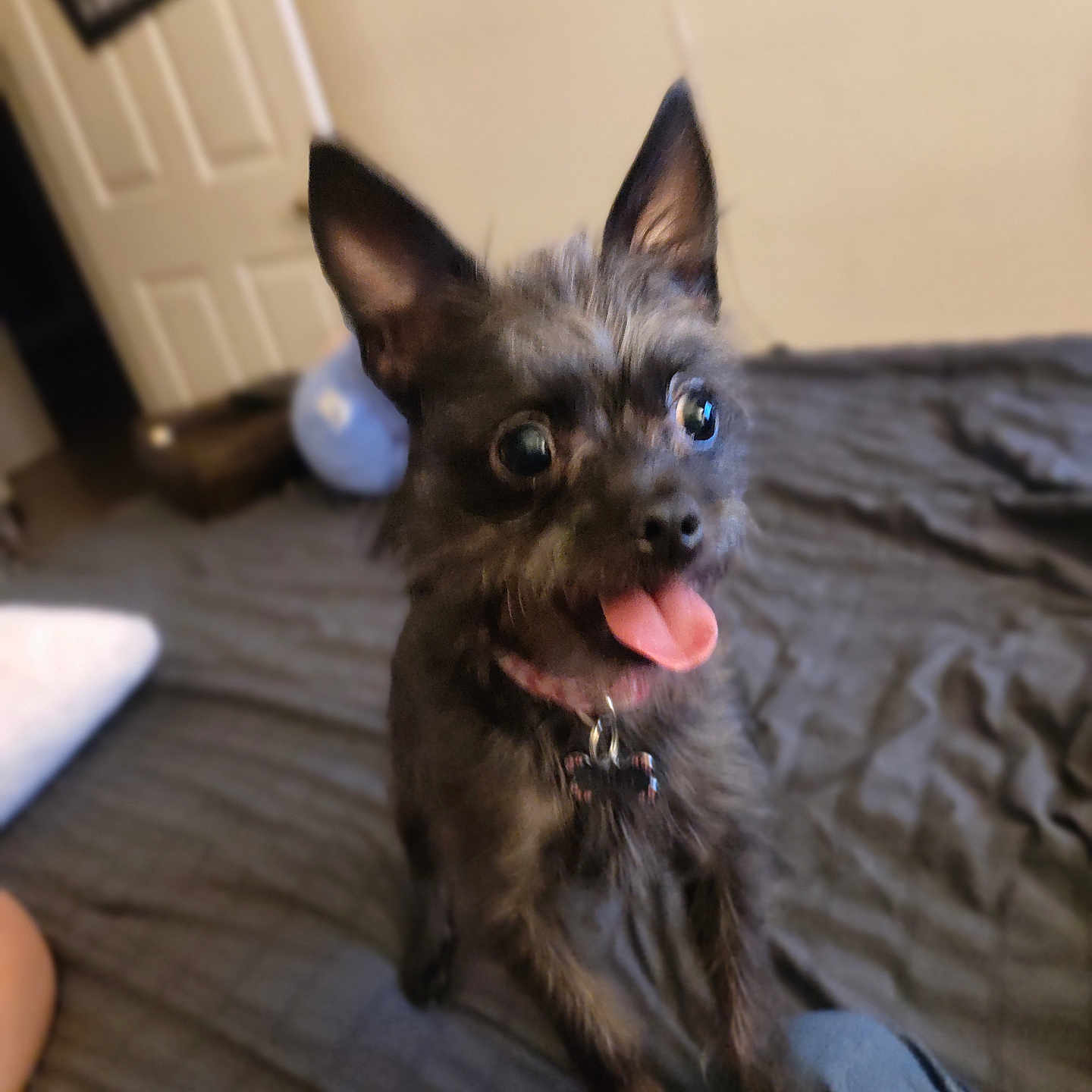 Lulu is registered to the contest to win money with this photo: affenpinscher, animal, bodypart, canine, cat, cockerspaniel, couch, dog, furniture, indoors, mouth, papillon, person, pet, puppy, terrier, tongue