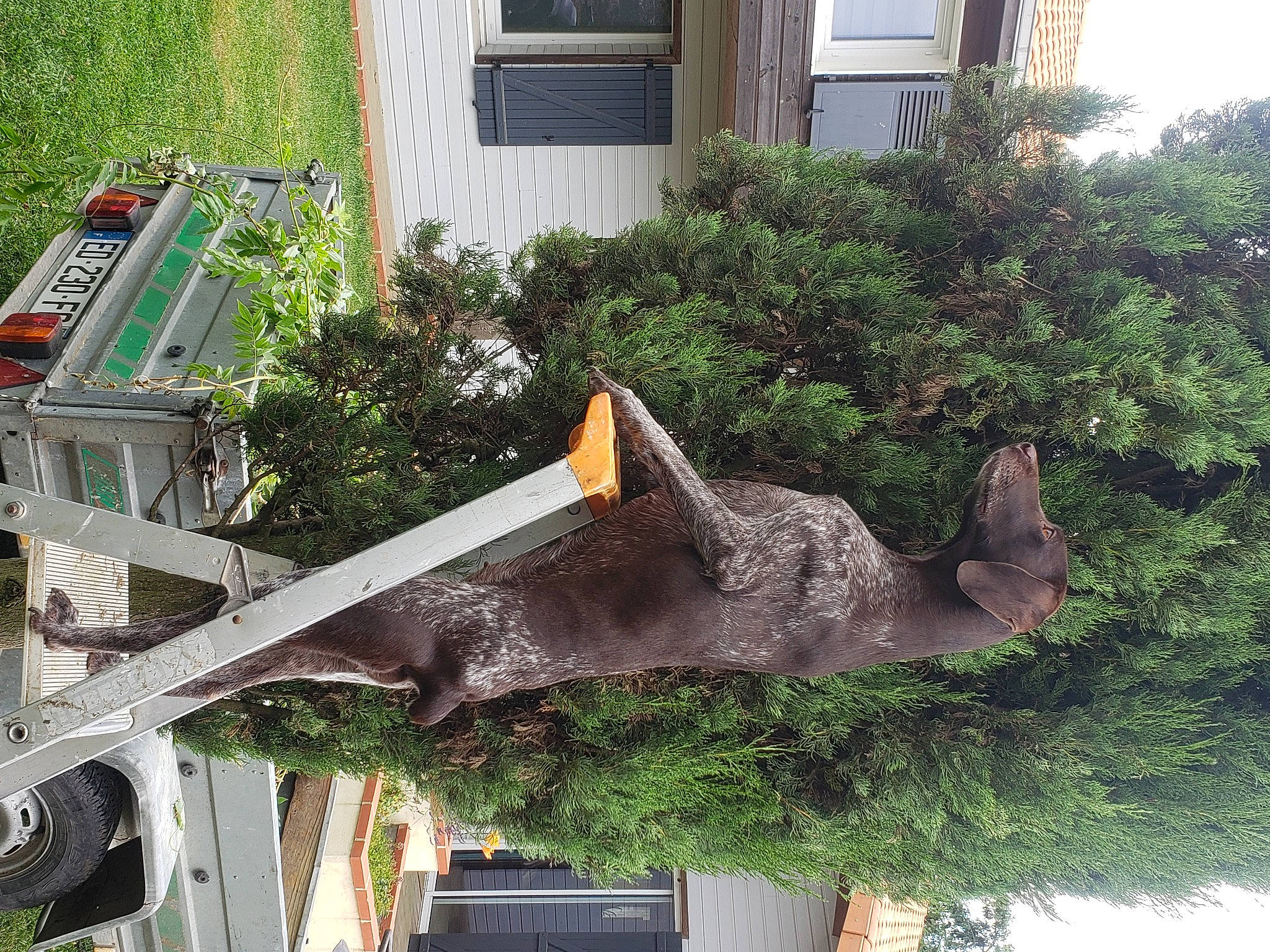 Polly participe au concours pour gagner de l'argent avec cette photo : art, garden, grass, green, groundcover, herb, landscape, landscaping, outdoor_furniture, plant, roof, sculpture, shrub, siding, slope, statue, tree, window, wood, working_animal