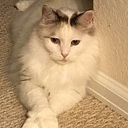 Matilda is registered to the contest to win money with this photo: cat, fluffy, white, cream, carpet, paws_crossed, indoor, wall, pet, animal, feline, resting, cute, domestic, mammal, relaxed, soft_fur, calm, lying_down, household