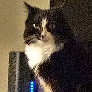 Miss Gitty Girl. joined the competition — help win amazing prizes! cat, black_and_white, tuxedo_cat, feline, pet, animal, sitting, indoor, close_up, portrait, looking_at_camera, whiskers, ears, fur, white_chest, black_fur, blue_light, electronic_device, low_light, grainy