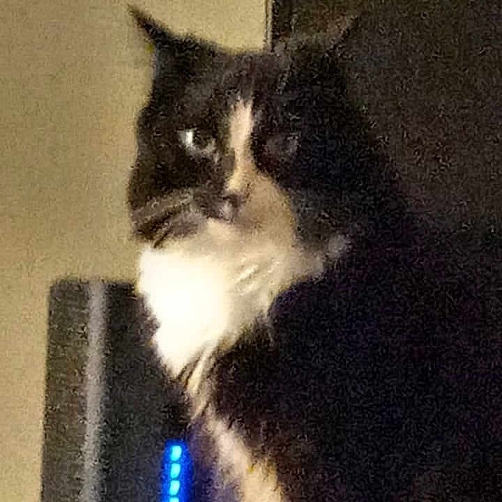 Miss Gitty Girl. joined the competition — help win amazing prizes! cat, black_and_white, tuxedo_cat, feline, pet, animal, sitting, indoor, close_up, portrait, looking_at_camera, whiskers, ears, fur, white_chest, black_fur, blue_light, electronic_device, low_light, grainy